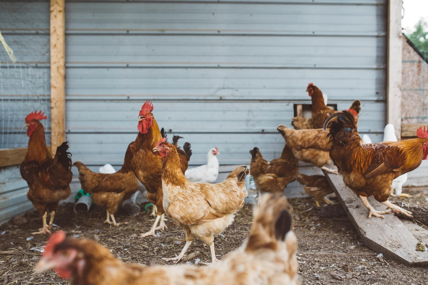 Chicken Fencing  Keeping Chickens: A Beginners Guide